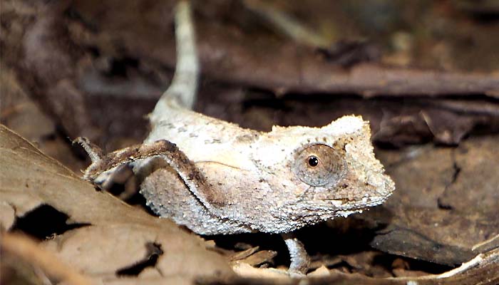 randonnée et brookesia à nosy be